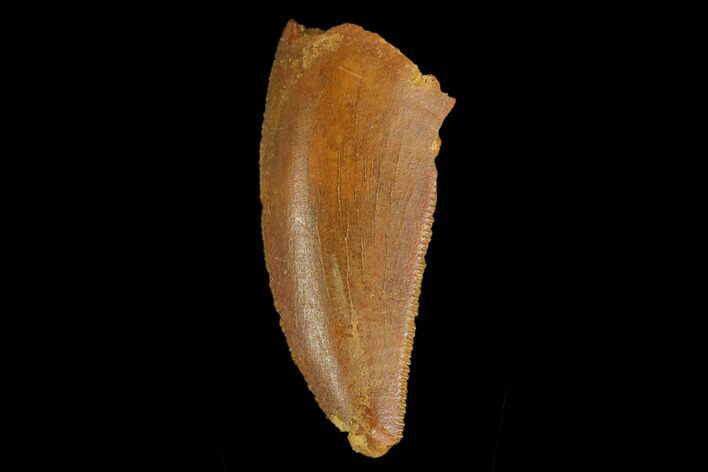 Serrated, Raptor Tooth - Real Dinosaur Tooth #130334